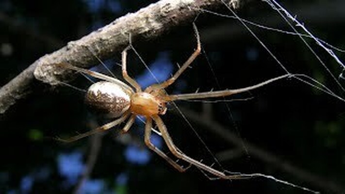 В Самарской области обнаружили опасных ядовитых пауков - фото 2