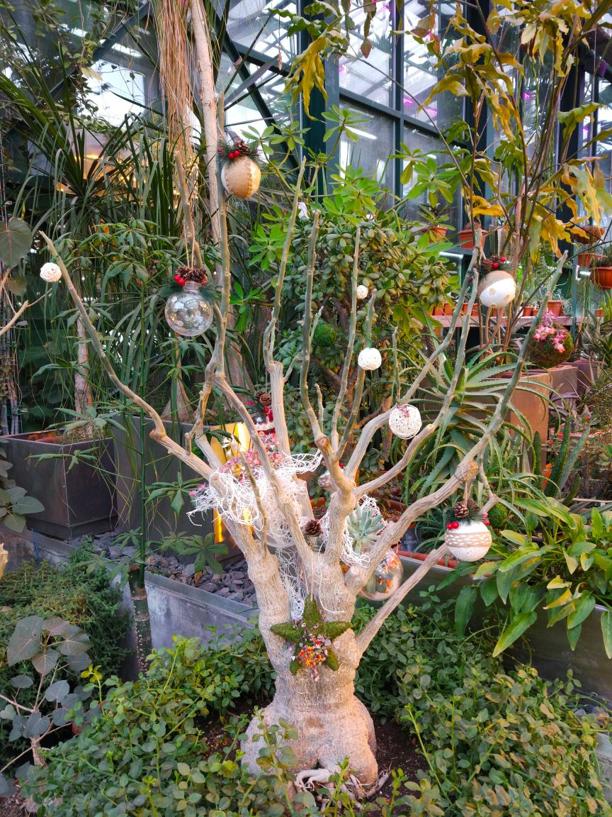 Новогоднее мадагаскарское дерево представят кактусисты "Аптекарского огорода" 23 декабря - фото 1