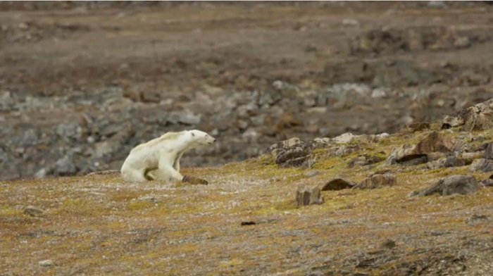 Белые медведи стали гибнуть от голода, связанного с глобальным потеплением? - фото 3