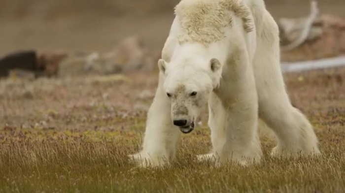 Белые медведи стали гибнуть от голода, связанного с глобальным потеплением? - фото 2