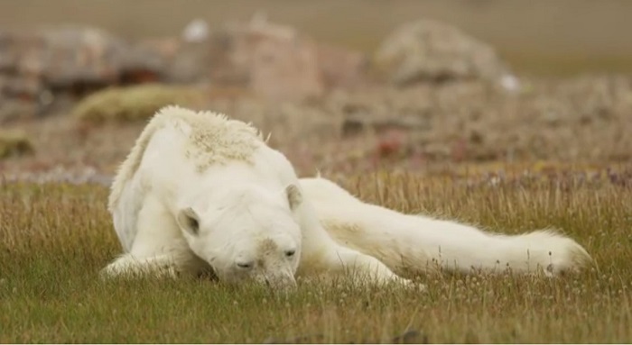 Белые медведи стали гибнуть от голода, связанного с глобальным потеплением? - фото 1