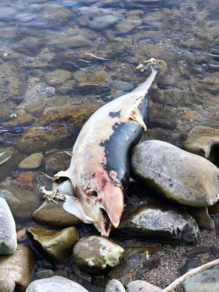 Репортаж от Евгения Витишко о погибших дельфинах на пляжах в Туапсинском районе - фото 1