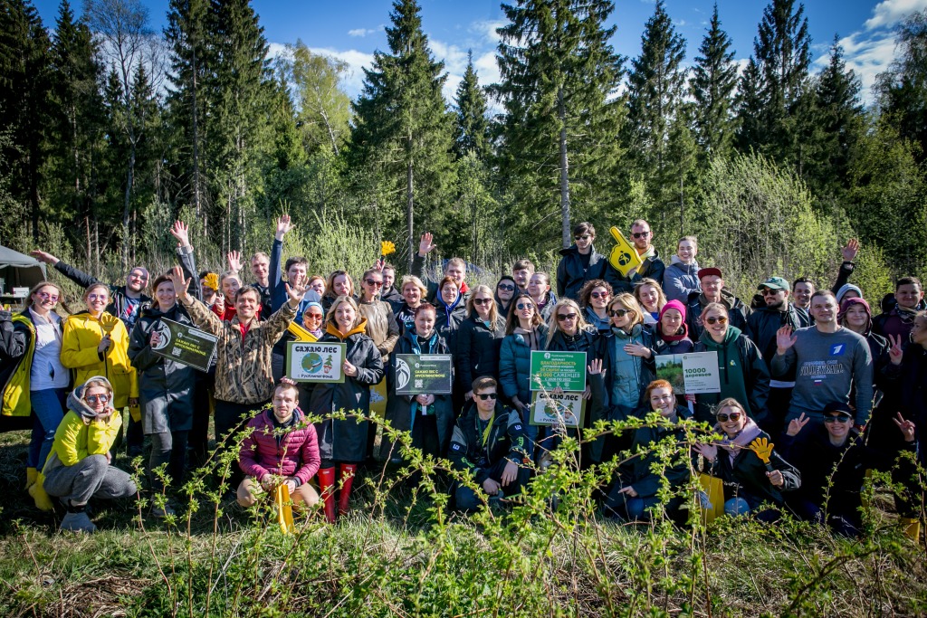 10 тысяч елей высажено для восстановления пострадавшего от короеда леса в Подмосковье - фото 4
