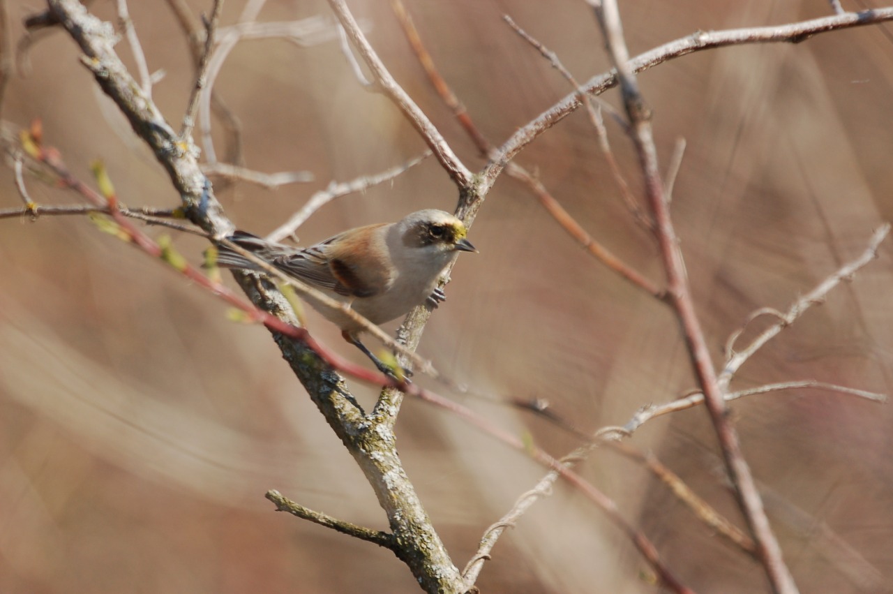 Птичка из рукавички: специалисты Мосприроды обнаружили гнезда ремеза - фото 4