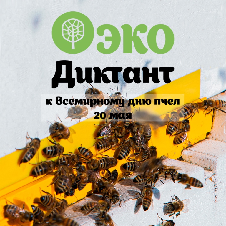 ЭКОдиктант: Мосприрода подготовила экологический тест к Всемирному дню пчел   - фото 1