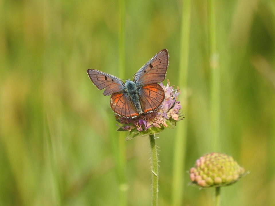 Бабочки названы самыми любимыми насекомыми москвичей - фото 9