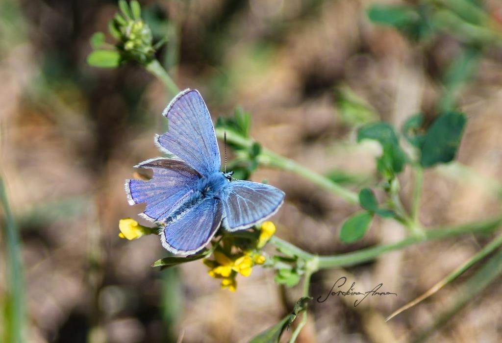 Бабочки названы самыми любимыми насекомыми москвичей - фото 5