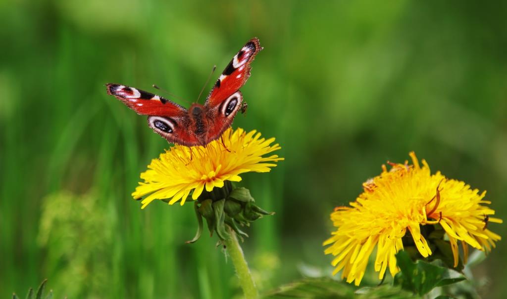 Бабочки названы самыми любимыми насекомыми москвичей - фото 3