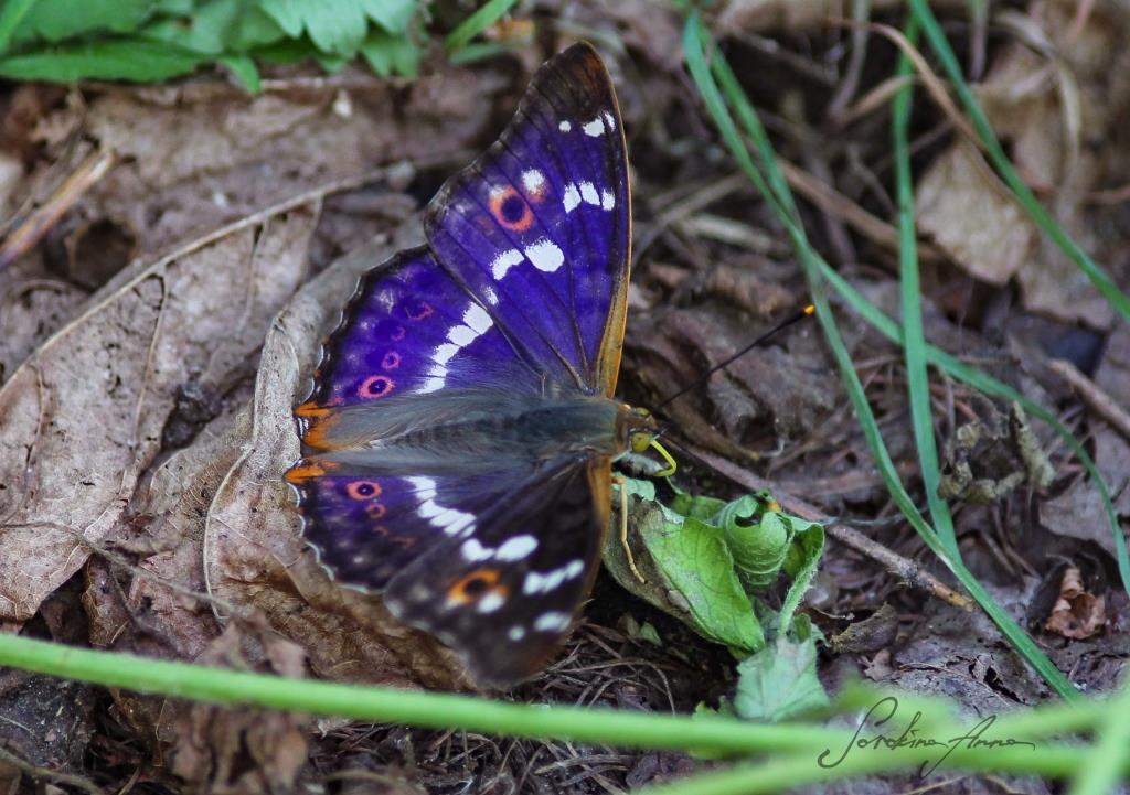 Бабочки названы самыми любимыми насекомыми москвичей - фото 7