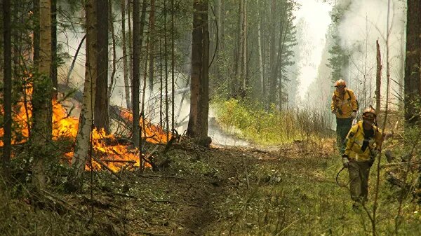 Дмитрий Медведев прокомментировал ситуацию с горящими лесами в Сибири - фото 1