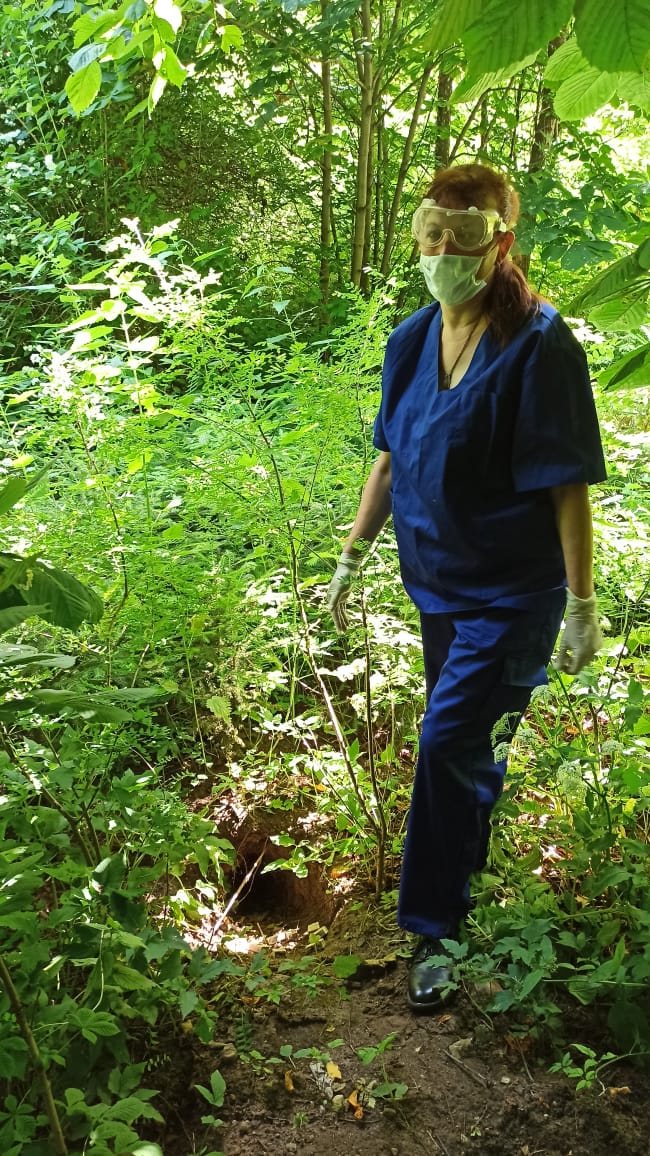 На природных территориях «Кузьминки-Люблино» проведена вакцинация лис - фото 6