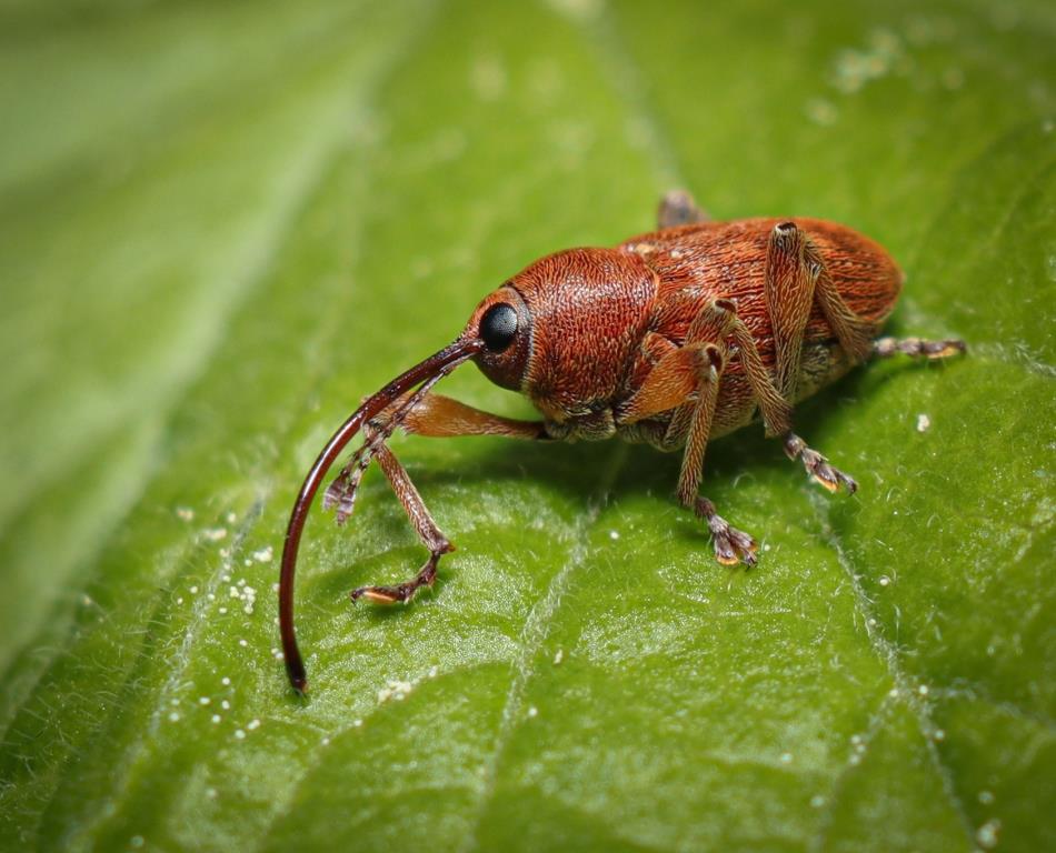 Эти удивительные насекомые – знакомьтесь с маленькими обитателей лесопарков - фото 1