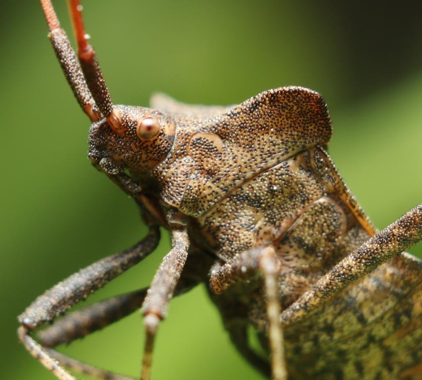 Эти удивительные насекомые – знакомьтесь с маленькими обитателей лесопарков - фото 3