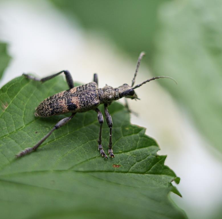 Эти удивительные насекомые – знакомьтесь с маленькими обитателей лесопарков - фото 4