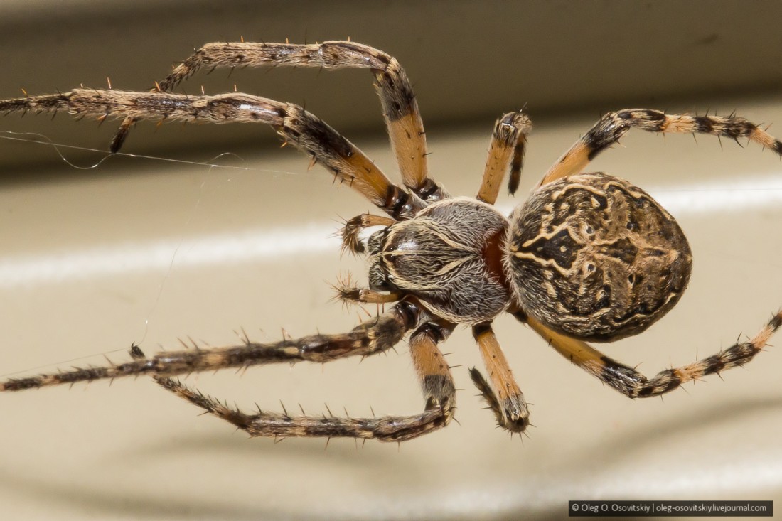 Победим арахнофобию: на природных территориях замечены необычные пауки - фото 1