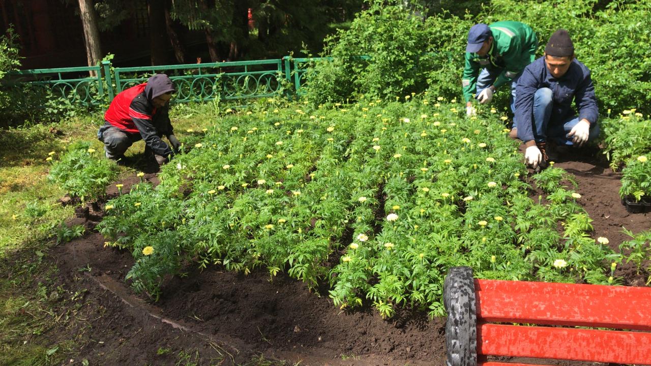 Специалисты Мосприроды круглогодично ухаживают за зелеными насаждениями - фото 3