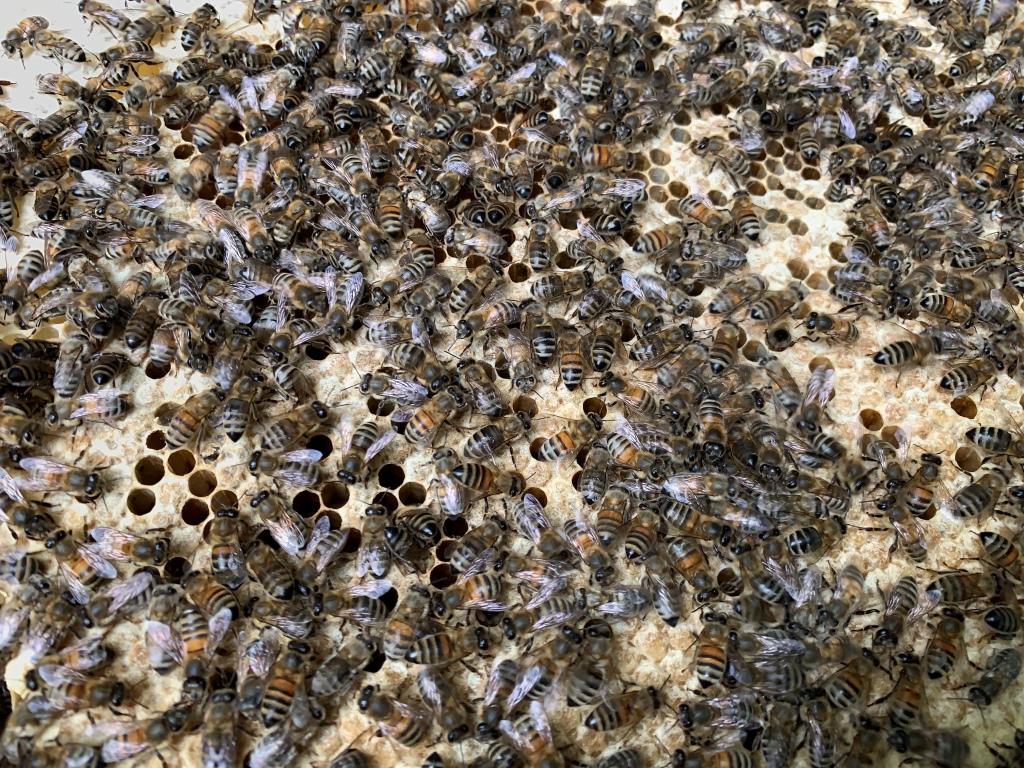 На «Царской пасеке» в пчелиные семьи подсадили новых маток  - фото 2