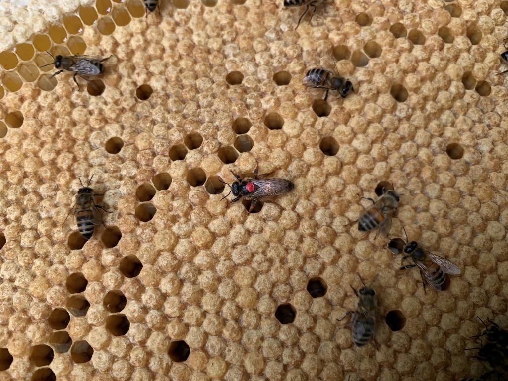 На «Царской пасеке» в пчелиные семьи подсадили новых маток  - фото 3