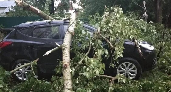 Ураган во Владимирской области повалил деревья - фото 1
