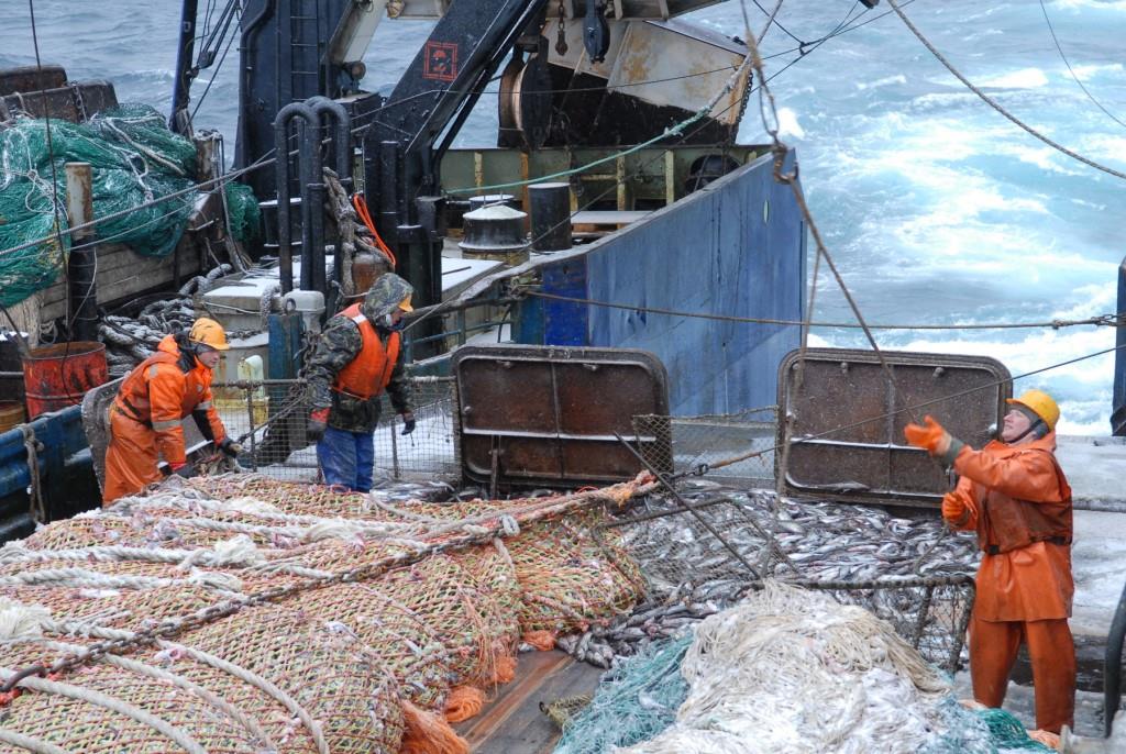  Рыбодобывающие компании России подписали соглашение о защите уязвимых биотопов Баренцева моря - фото 1