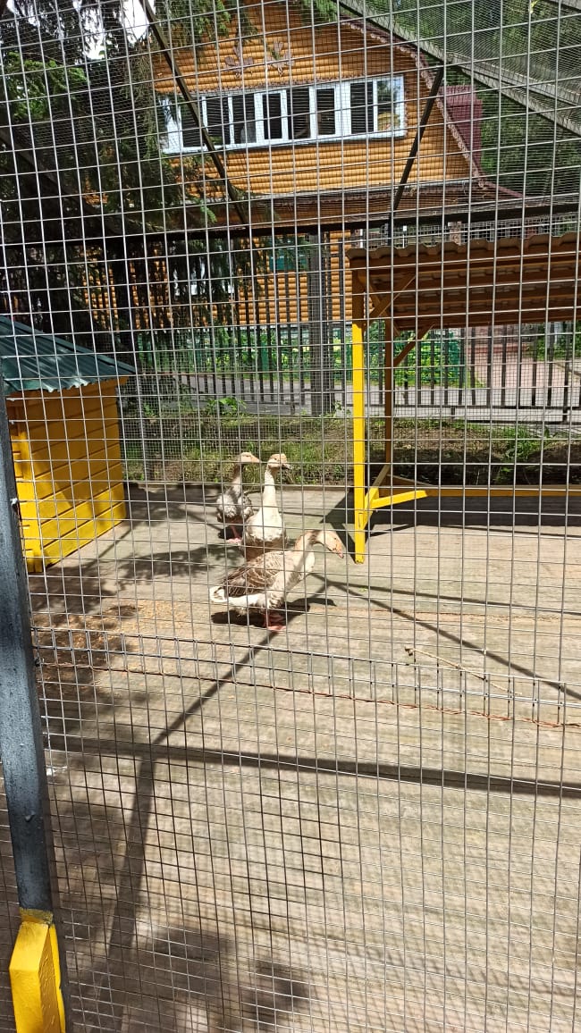 Обитатели мини-зоопарка в ПИП "Кузьминки-Люблино" вернулись из зимних квартир   - фото 2