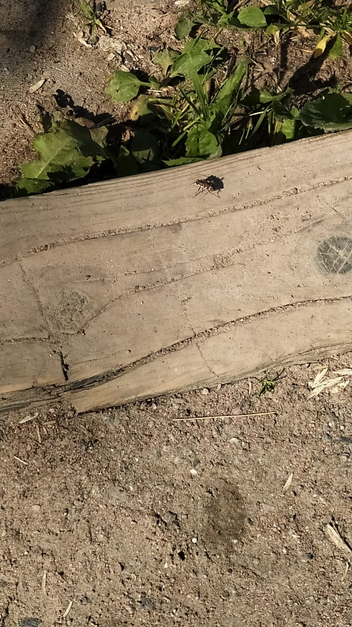 Скакун-межняк: в «Долине реки Сходни в Куркино» замечен краснокнижный жук - фото 1