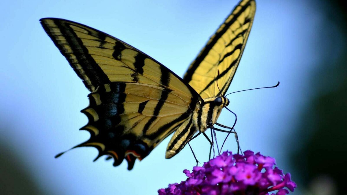 Бабочки названы самыми любимыми насекомыми москвичей - фото 1