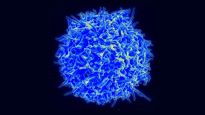 Модифицированные лимфоциты уничтожают стареющие клетки - фото 1