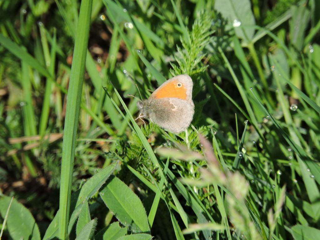 Сенница и репейница: 19 июня бабочки - героини дня - фото 2