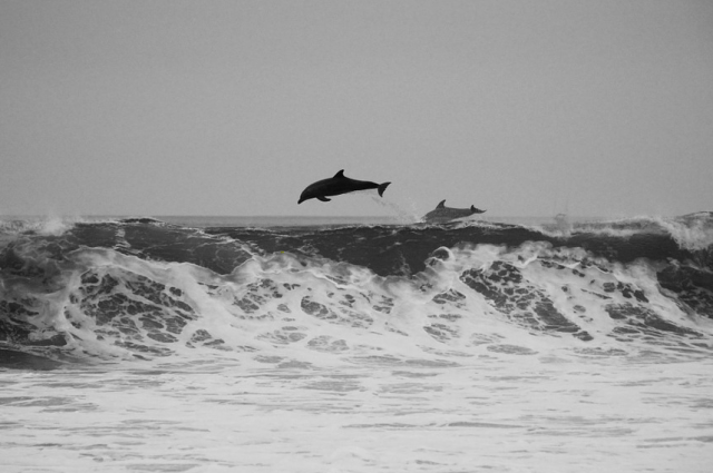 В Финском заливе появились дельфины - фото 1