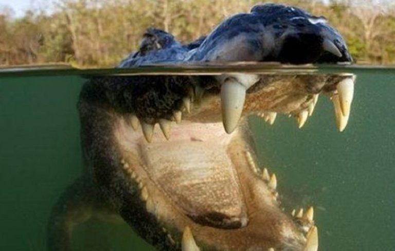 Что-то странное происходит на водоемах Урала: - «Крокодилы пошли»… - фото 1
