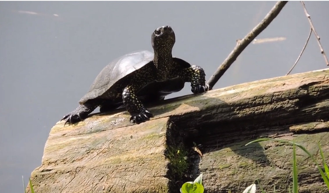 Черепашье царство: в водоемах природных территорий Москвы живут черепахи  - фото 3