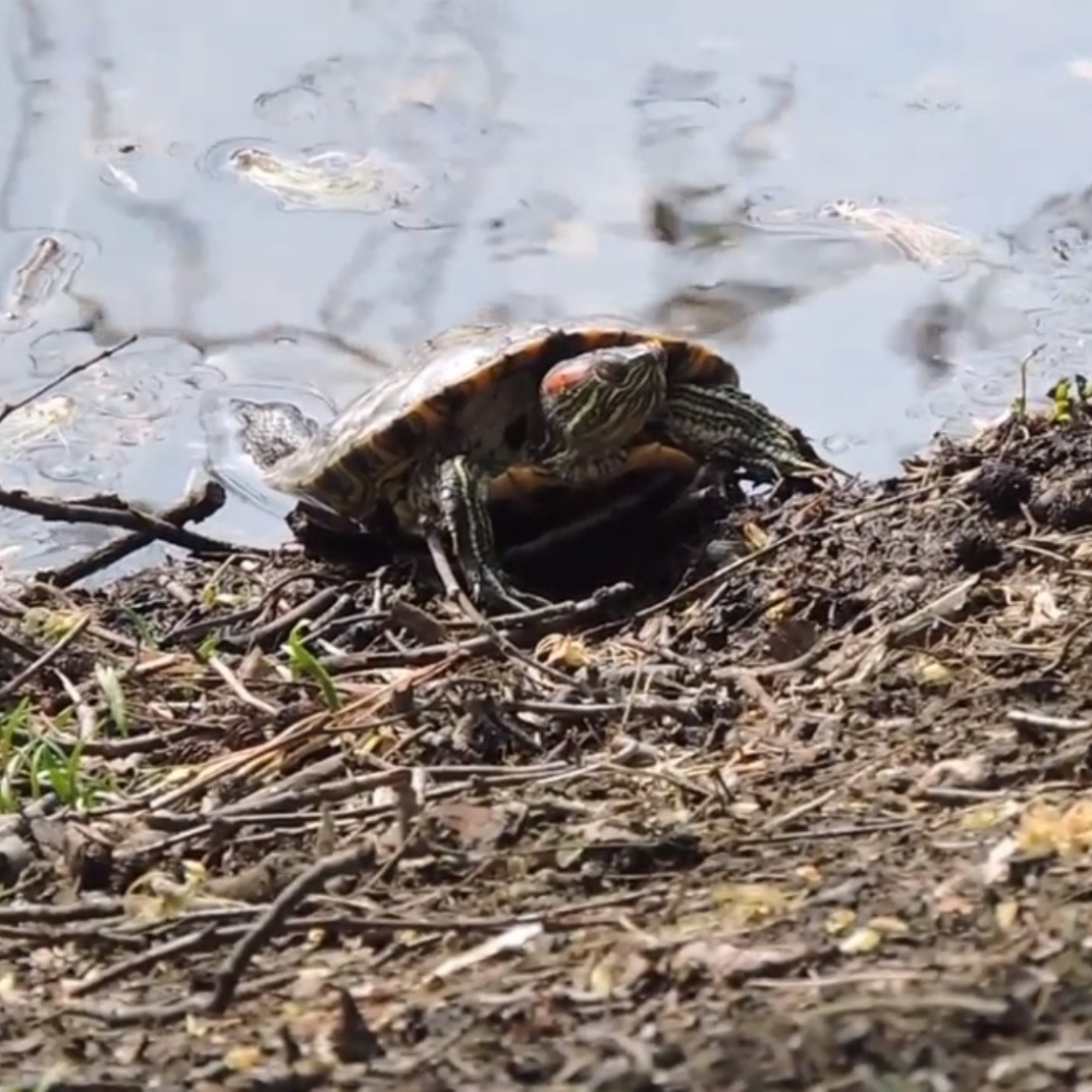 Черепашье царство: в водоемах природных территорий Москвы живут черепахи  - фото 4