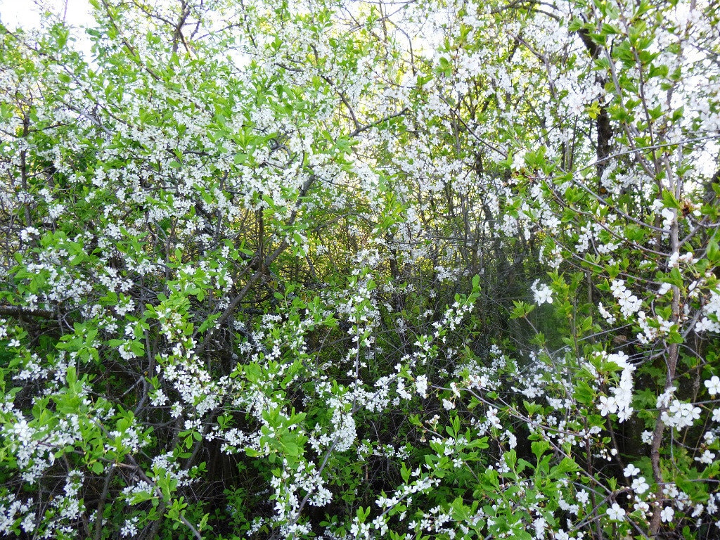 Груша, яблоня, вишня, черемуха: в этом году нарушилась последовательность цветения растений  - фото 3