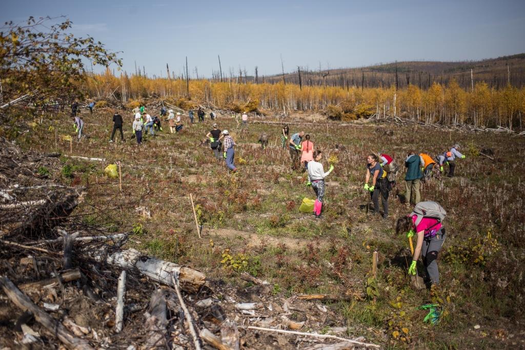 SPLAT  сажает все больше деревьев в России  - фото 2