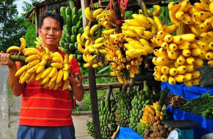 Вареные и копченые: почему в Венесуэле бананы считаются овощем, а не фруктом  - фото 1