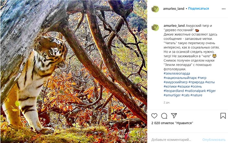 Тигра застали у дерева посланий - фото 2