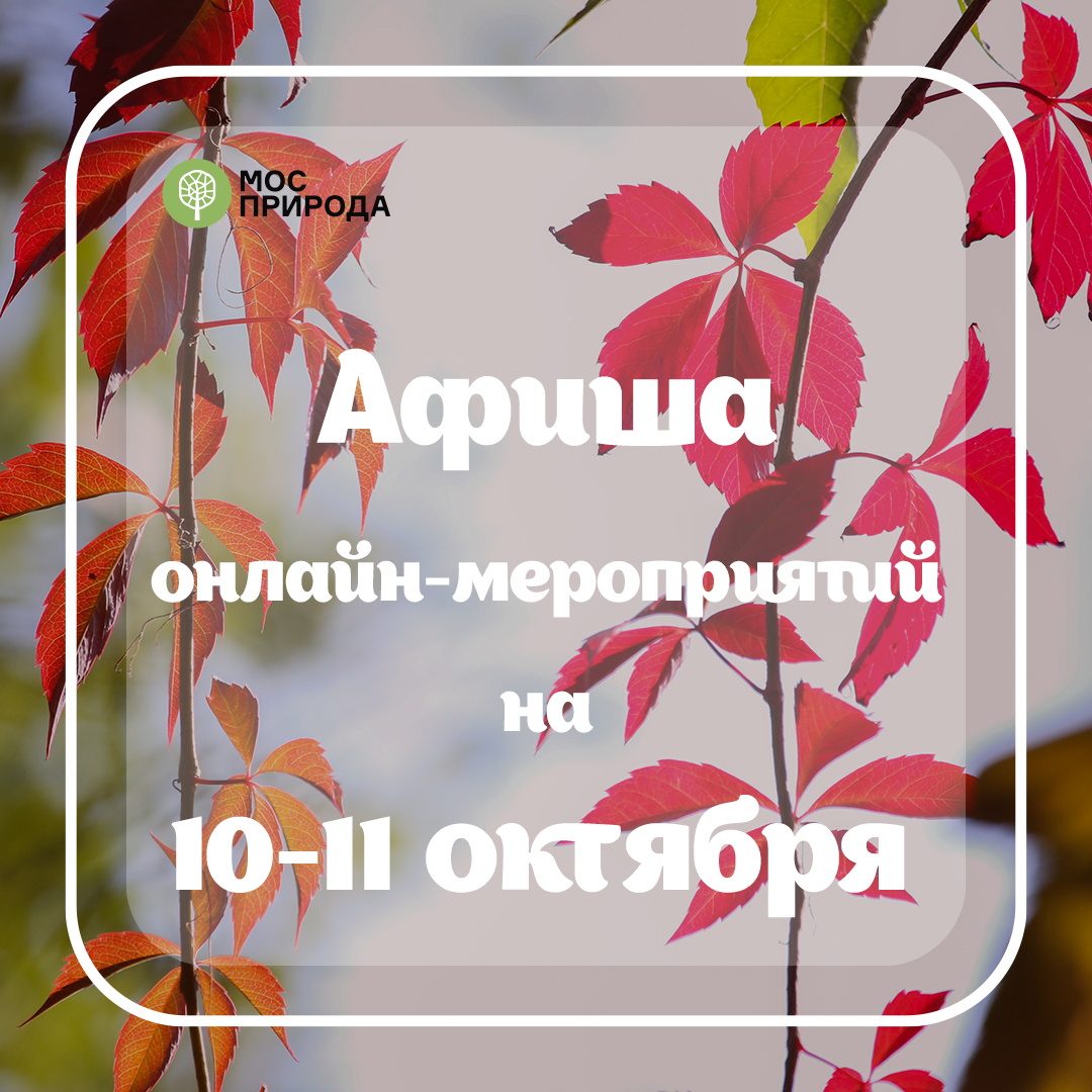 ЭКОпросвещаемся вместе: Мосприрода подготовила около 20 онлайн-мероприятий на выходные  - фото 1