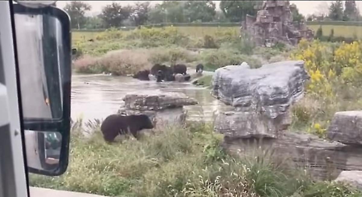 Медведи на глазах у посетителей парка дикой природы убили его сотрудника - фото 1