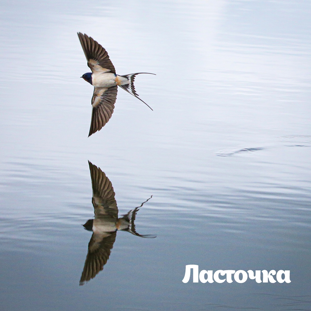 Пеночки на старте, зяблики готовятся: из Москвы начали улетать птицы в Африку и на юг Европы  - фото 3