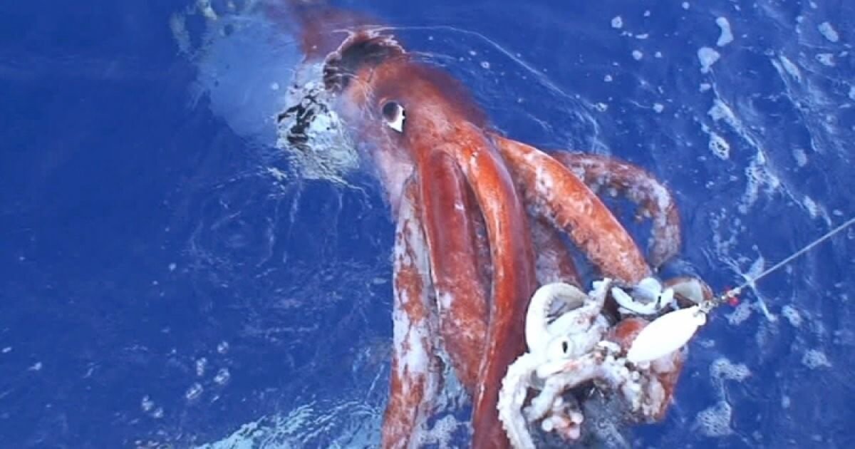 Ученые раскрыли геном гигантского кальмара - фото 1