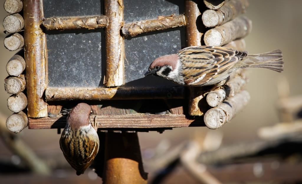 «Птица синица»: в Мосприроде стартует акция, посвященная зимней подкормке птиц - фото 2