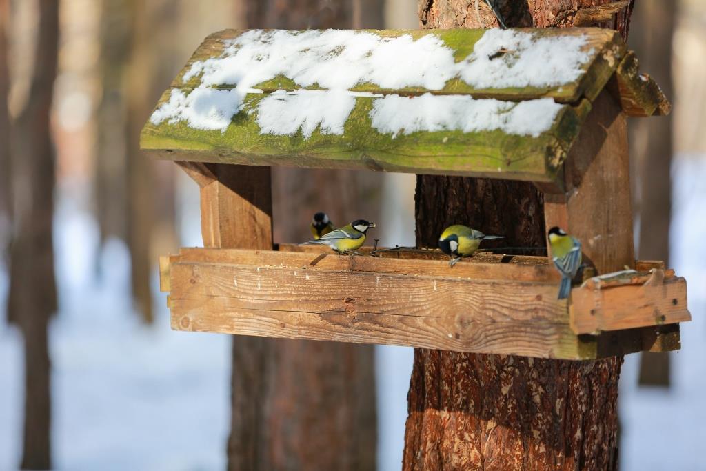 «Птица синица»: в Мосприроде стартует акция, посвященная зимней подкормке птиц - фото 3
