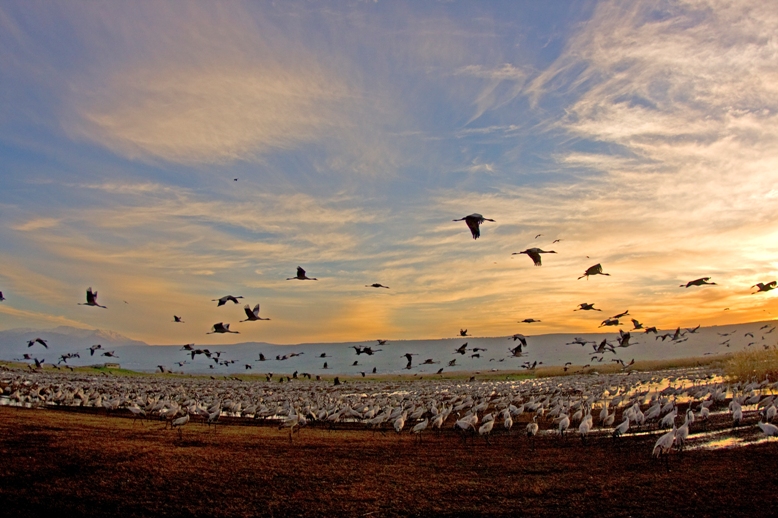 Израиль: Озеро Хула открыто для посетителей – как раз к началу сезона перелетных птиц - фото 1