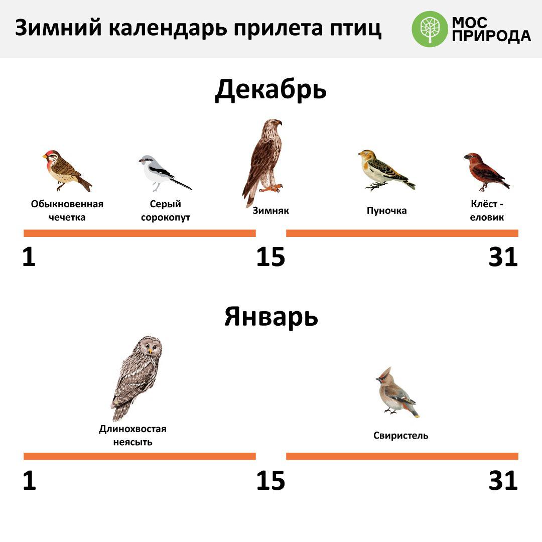 Встречаем северных друзей: какие пернатые гости прилетают в Москву зимовать - фото 1