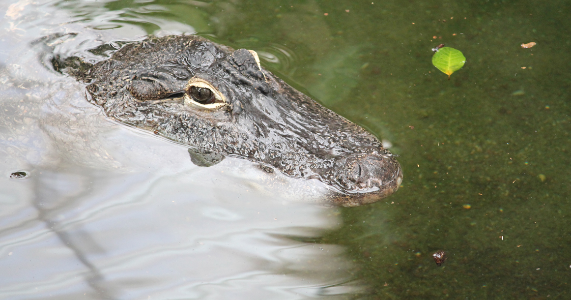 В подмосковной реке поймали замерзшего крокодила. Его забрала ферма, где живут еще 52 рептилии - фото 1