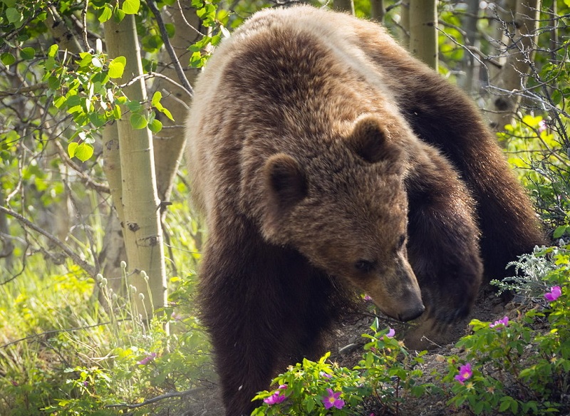 От лишайников до медведя: в Талдоме обрел границы заказник, где обитают свыше 400 видов флоры и фауны - фото 1
