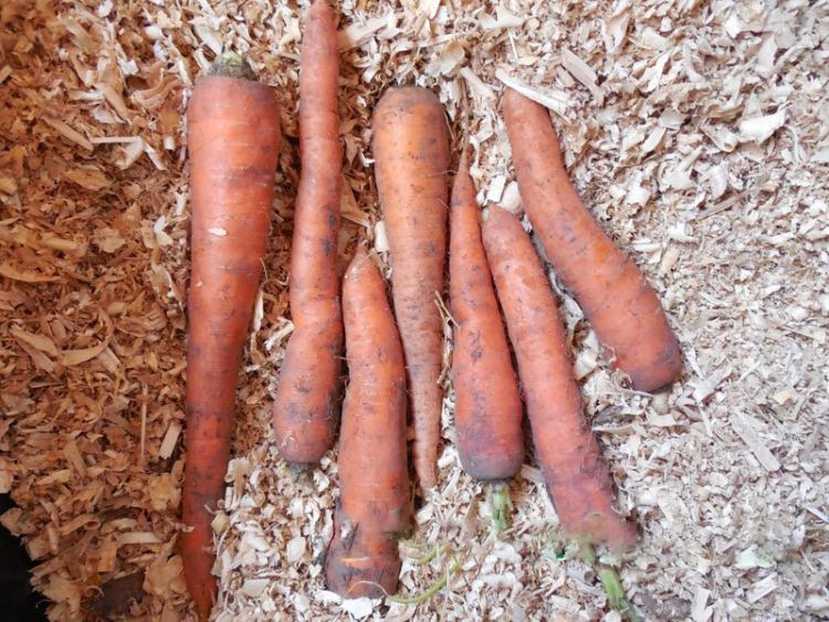 Когда убирать и как хранить морковь - фото 4