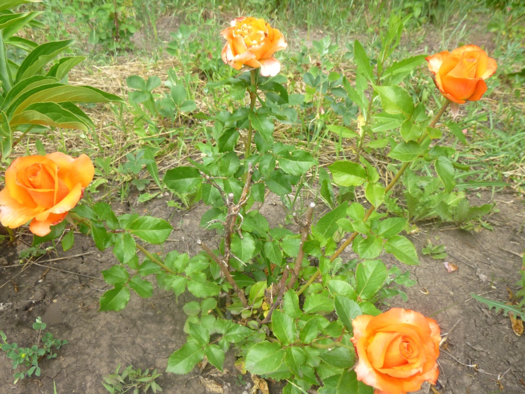 Как нежно розы расцвели... - фото 49