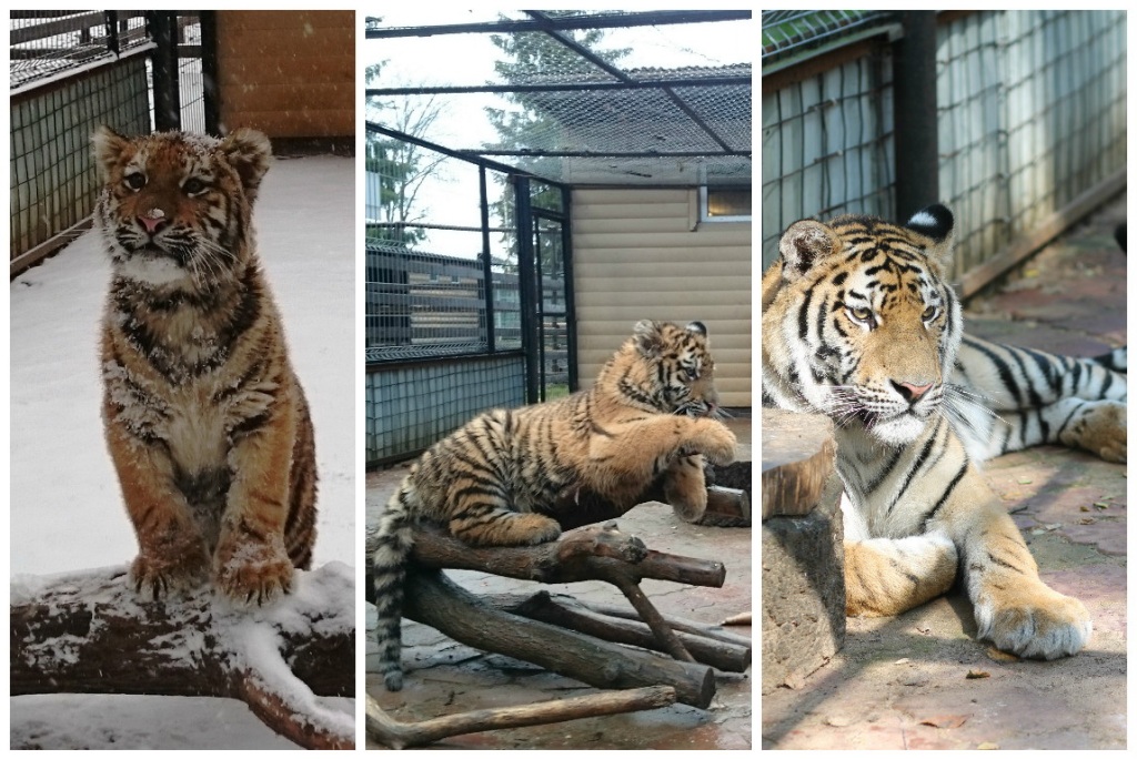 29 июля  - Международный день тигра - фото 4